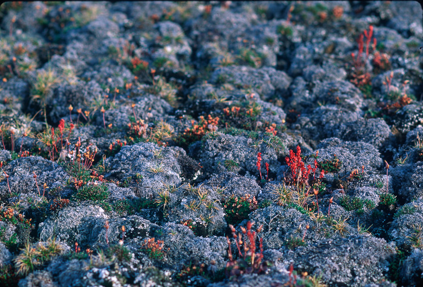 tundra hammocks red flowers