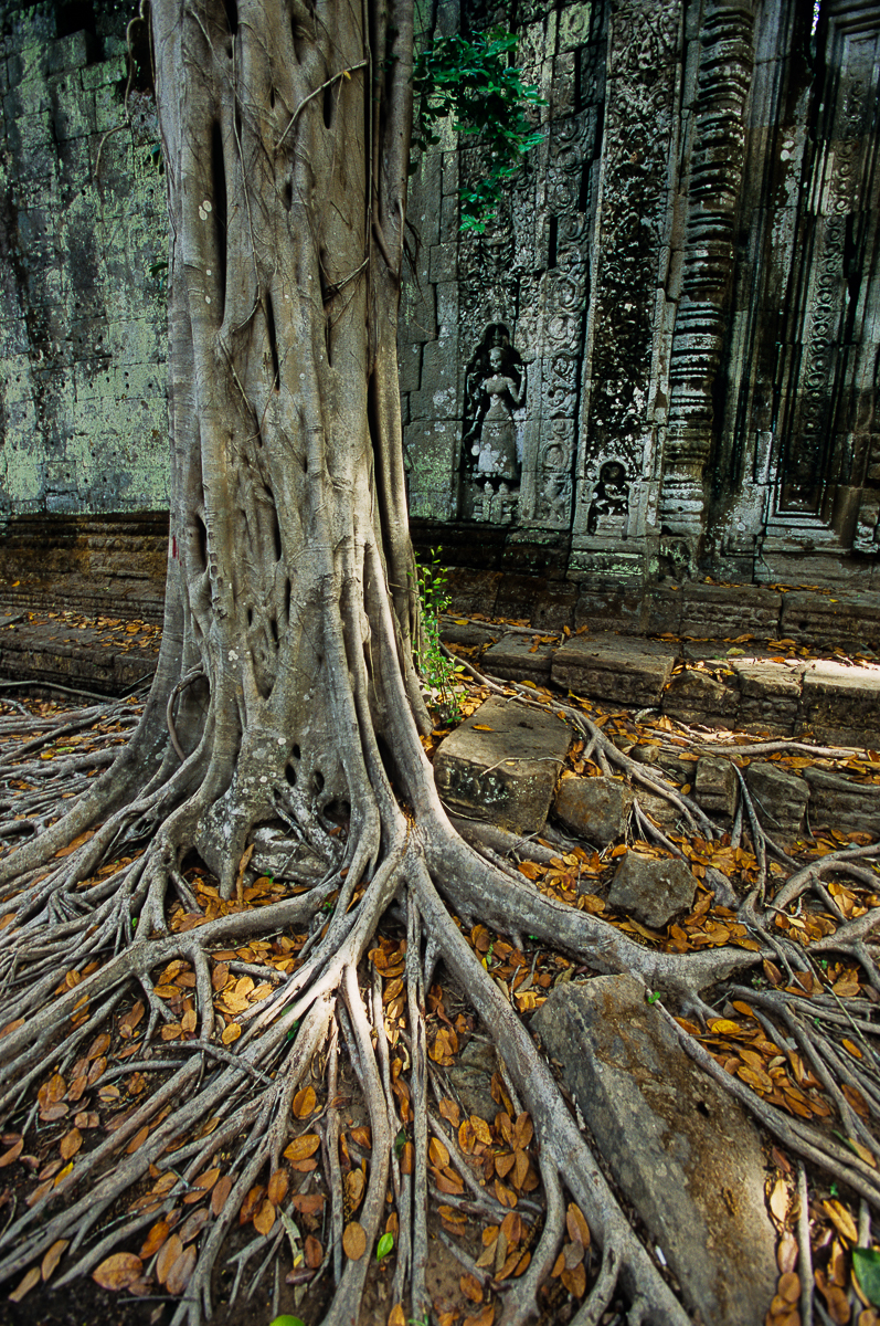 <pre>Image: 17     File: 07 SriLanka 28 05TaProhmTree