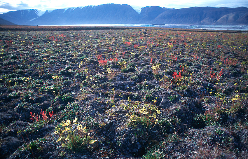 Tundra Alexandra Fiord