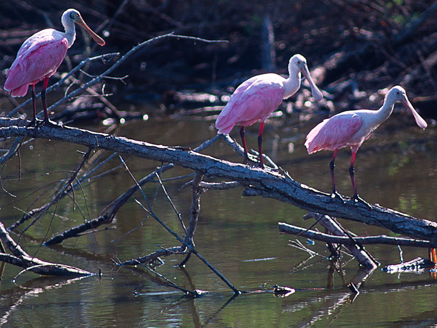 3 Roseates on branch