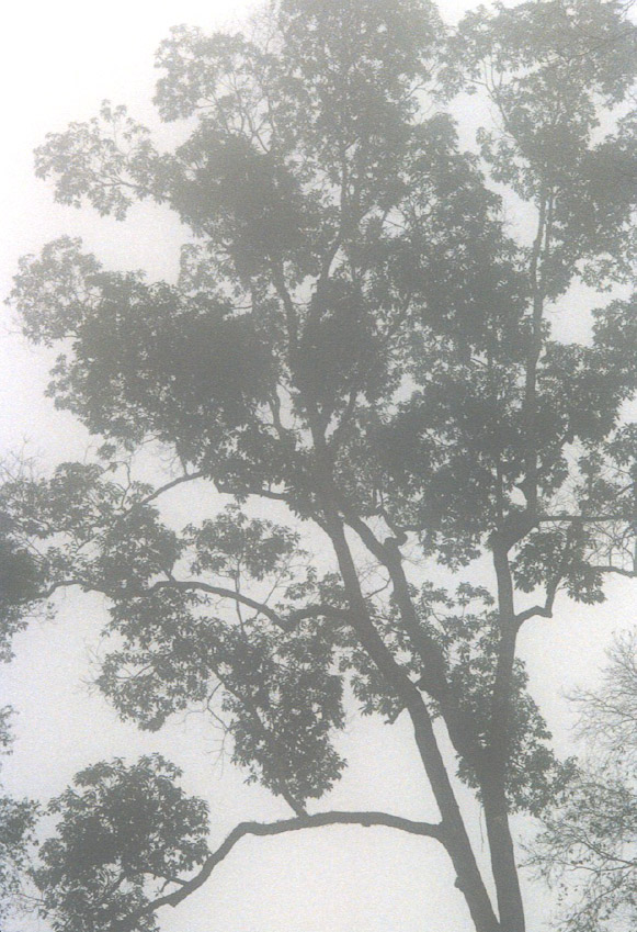 Australia_Kalim2nds 0286