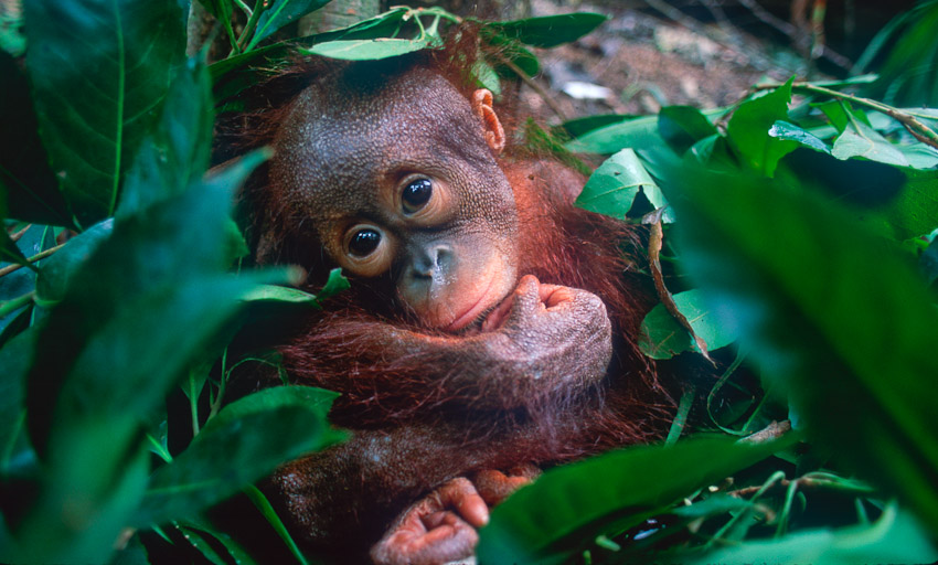 Baby orang