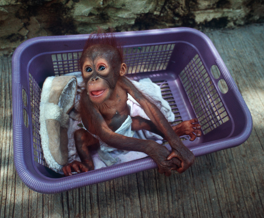 Baby orang in basket