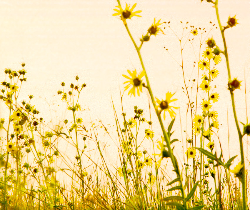 Fermilab prairie