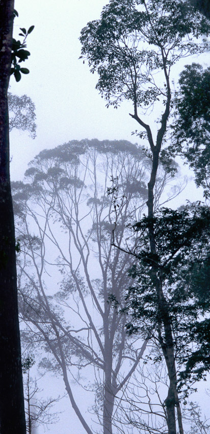 Kalimantan fog trees crop