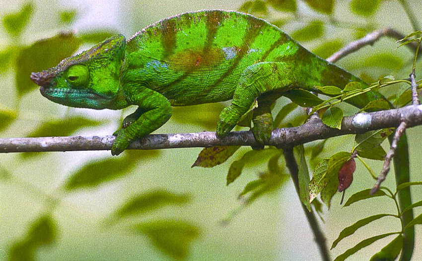 Madagascar940009