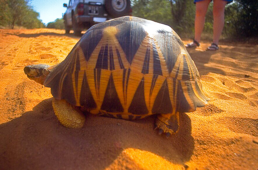 Madagascar940062