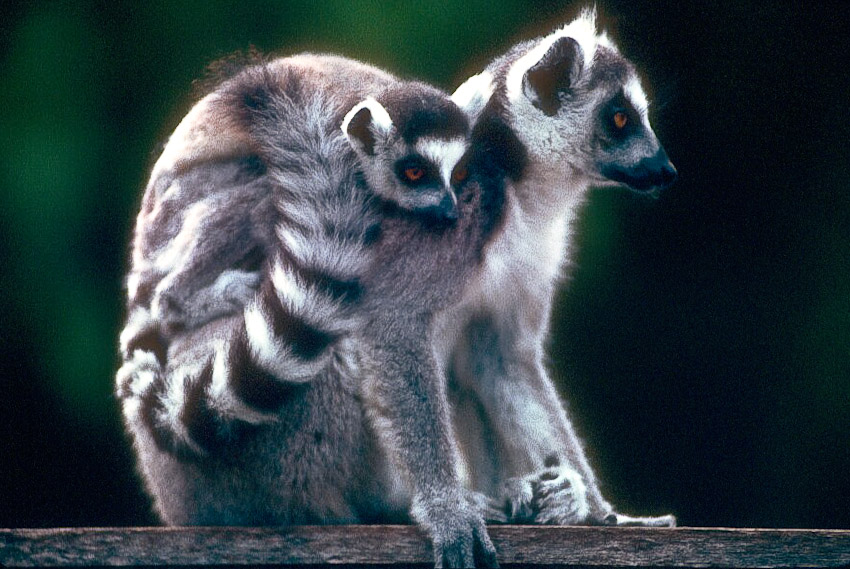 Madagascar940105