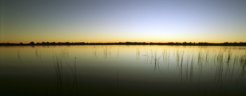 Okavango yellowtime w_reeds