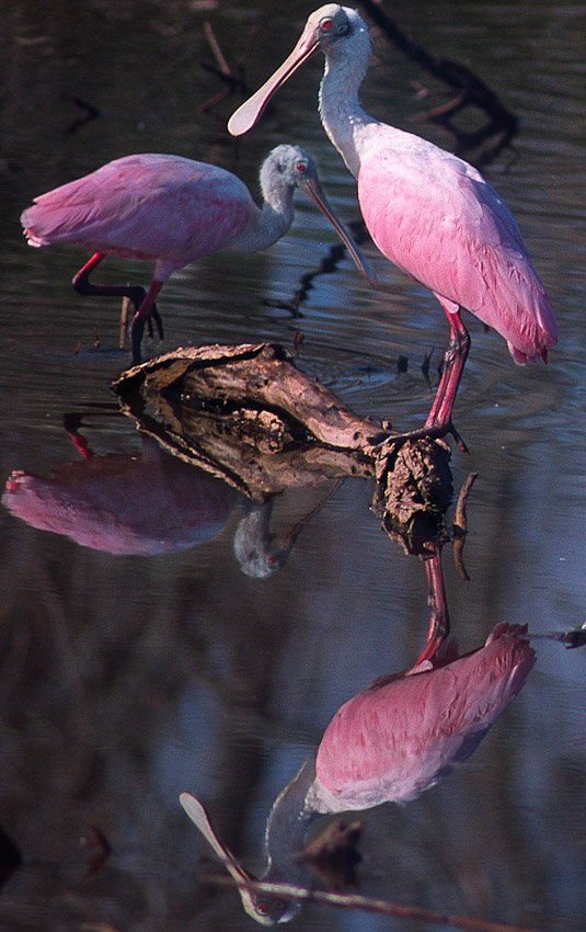 Roseate spoonbills vert