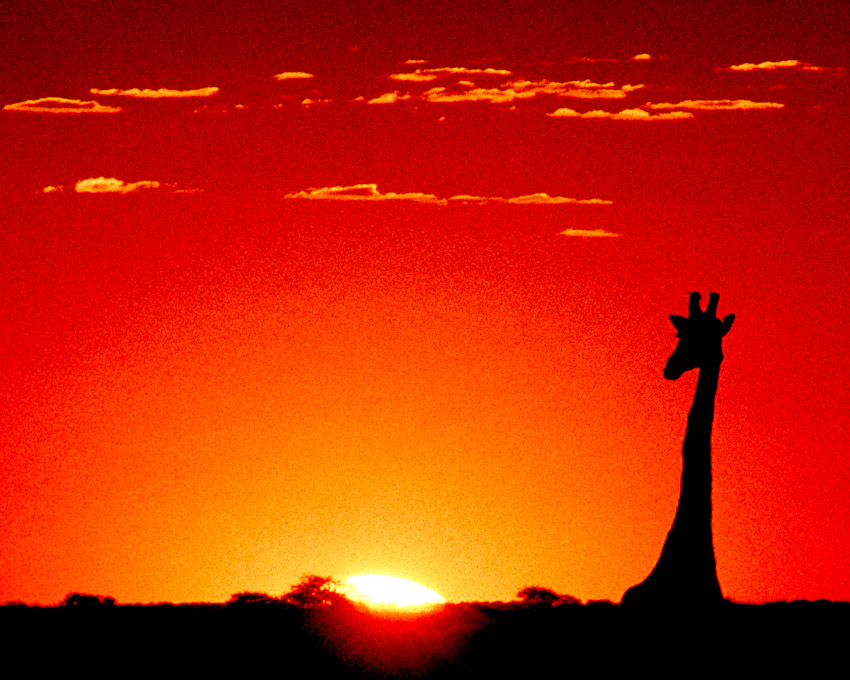 Single giraffe Namibia