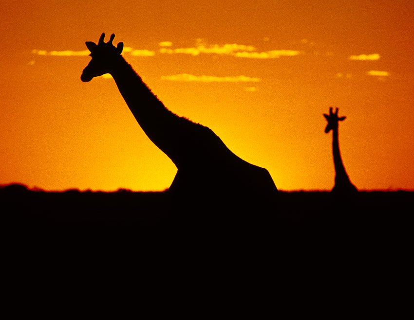 Two giraffe Namibia sunset 
