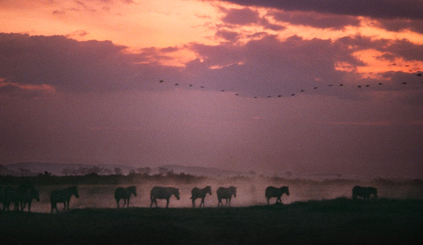 Zebras sunset Kenya print