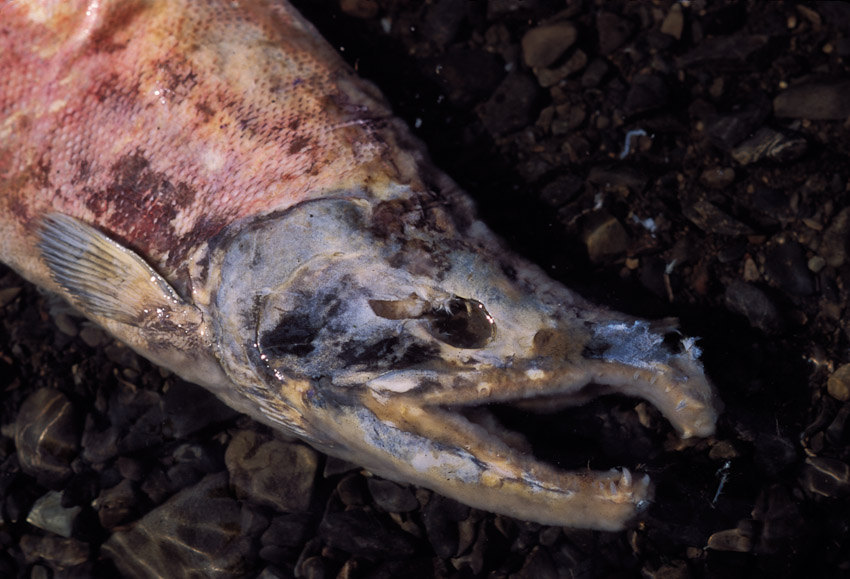 dead salmon head