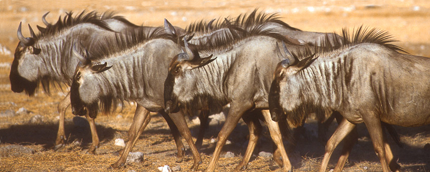 gnus print13x33